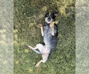 Mutt Dogs for adoption in Garden City, NY, USA