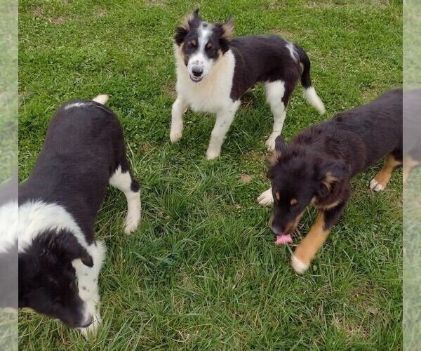 Medium Photo #1 English Shepherd Puppy For Sale in FREDERICKSBRG, PA, USA