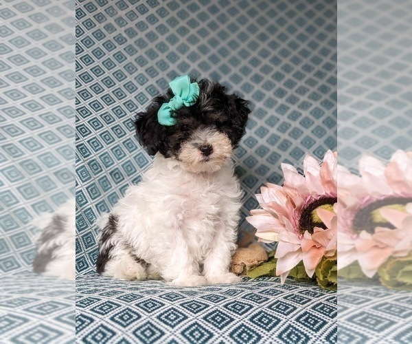 Medium Photo #3 Poodle (Miniature) Puppy For Sale in RISING SUN, MD, USA