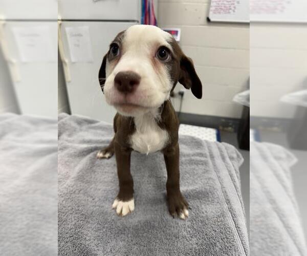 Medium Photo #1 Mutt Puppy For Sale in Peoria, IL, USA
