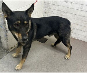 German Shepherd Dog-Unknown Mix Dogs for adoption in San Bernardino, CA, USA