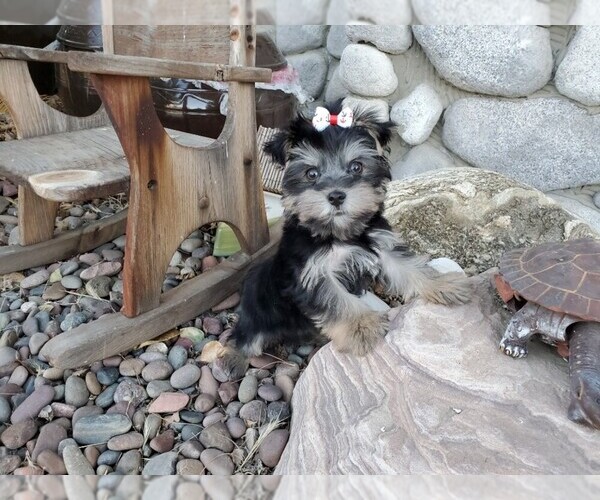 Medium Photo #1 Yorkshire Terrier Puppy For Sale in SANTA CLARITA, CA, USA