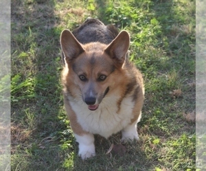 Father of the Pembroke Welsh Corgi puppies born on 08/07/2021