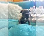 Small #1 French Bulldog