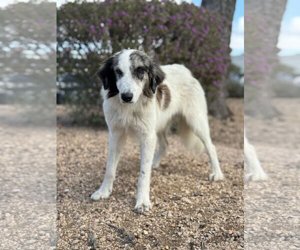 Medium Photo #2 Australian Shepherd-Unknown Mix Puppy For Sale in PIPE CREEK, TX, USA