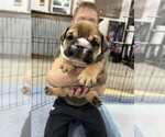 Small Photo #5 Bulldog Puppy For Sale in PELLA, IA, USA