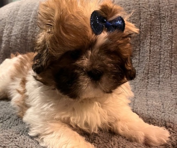Medium Photo #2 Shih Tzu Puppy For Sale in ROGERSVILLE, AL, USA