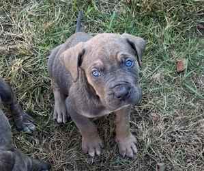 Cane Corso Puppy for sale in VOLUNTOWN, CT, USA