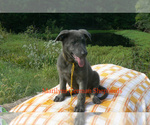 Small #5 German Shepherd Dog