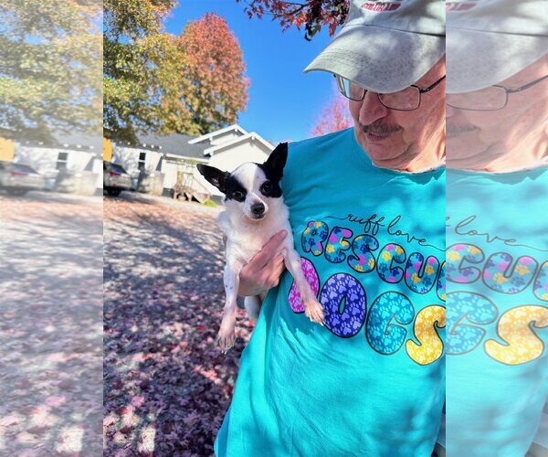 Medium Photo #3 Chihuahua Puppy For Sale in Thomasville, NC, USA