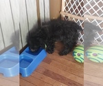 Small Photo #4 Poodle (Toy) Puppy For Sale in NEW CHURCH, VA, USA