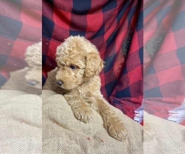 Medium Photo #12 Goldendoodle Puppy For Sale in BARDSTOWN, KY, USA