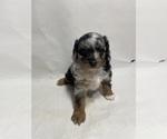 Puppy 1 Aussiedoodle Miniature 