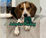 Small Photo #2 Beagle Puppy For Sale in Dunnellon, FL, USA