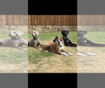 Small Photo #1 Weimaraner Puppy For Sale in SACHSE, TX, USA