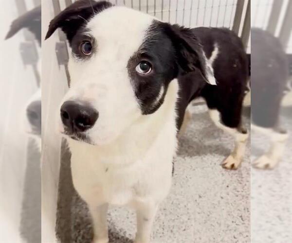 Medium Photo #2 Borador Puppy For Sale in Houston, TX, USA