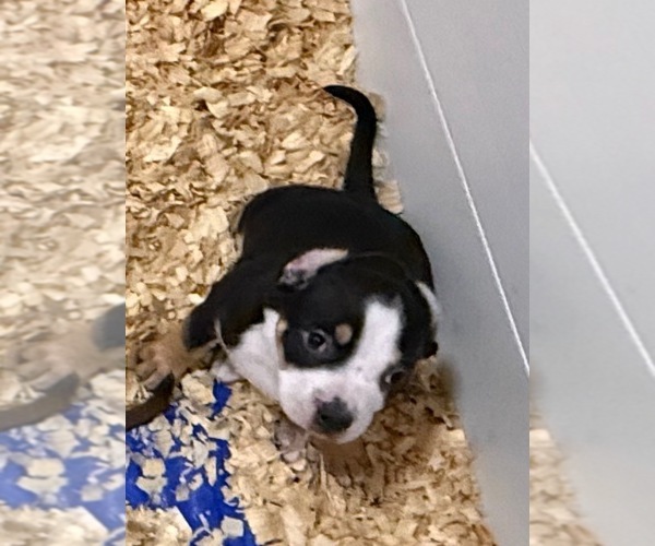 Medium Photo #2 American Bully Puppy For Sale in NEWPORT NEWS, VA, USA