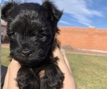 Small Photo #1 Pomeranian-Poodle (Toy) Mix Puppy For Sale in ST GEORGE, UT, USA