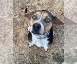 Small #13 Mountain Cur Mix