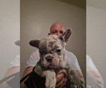 Frenchie - Male French Bulldog Puppy for Sale - Photo #14