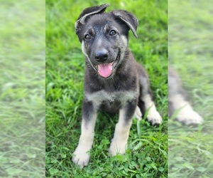 German Shepherd Dog Puppy for sale in WARREN, MA, USA