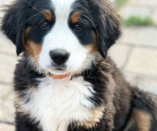 Medium Photo #19 Bernese Mountain Dog Puppy For Sale in SALMON, ID, USA
