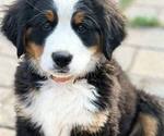 Puppy Orange Bernese Mountain Dog
