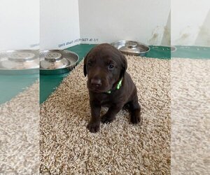 Labrador Retriever Puppy for sale in BARTLETT, IL, USA