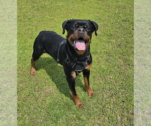 Eve - Female Rottweiler Dog for Adoption - Photo #9