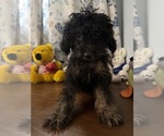 Yorkipoo puppie - Male Yorkipoo Puppy for Sale - Photo #21