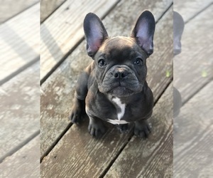 Mother of the French Bulldog puppies born on 03/15/2019
