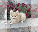 Small #5 Pomeranian