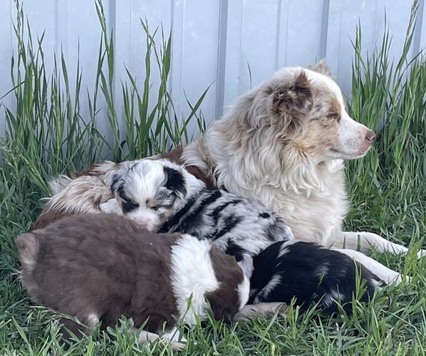 Medium Photo #1 Miniature Australian Shepherd Puppy For Sale in LARKSPUR, CO, USA
