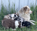 Small Photo #1 Miniature Australian Shepherd Puppy For Sale in LARKSPUR, CO, USA