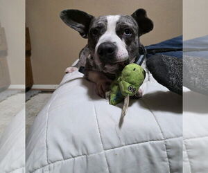 Star - Female American Pit Bull Terrier-Staffordshire Bull Terrier Mix Dog for Adoption - Photo #2