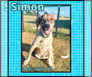 Collie Dogs for adoption in Denton, TX, USA