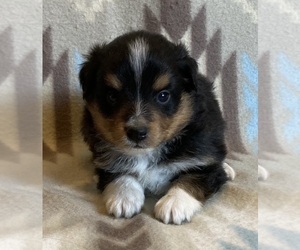 Shel-Aussie Puppy for sale in FORT MORGAN, CO, USA