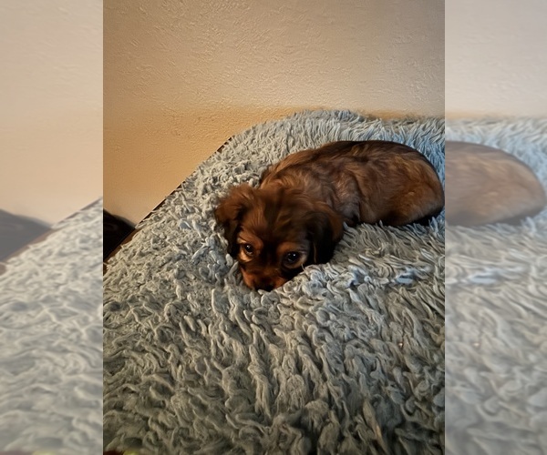 Medium Photo #17 Cavachon Puppy For Sale in OLYMPIA, WA, USA
