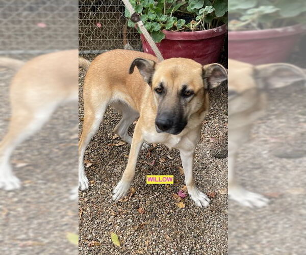 Medium Photo #2 Mutt Puppy For Sale in Woodland Hills, CA, USA