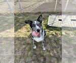 Small #3 Mutt