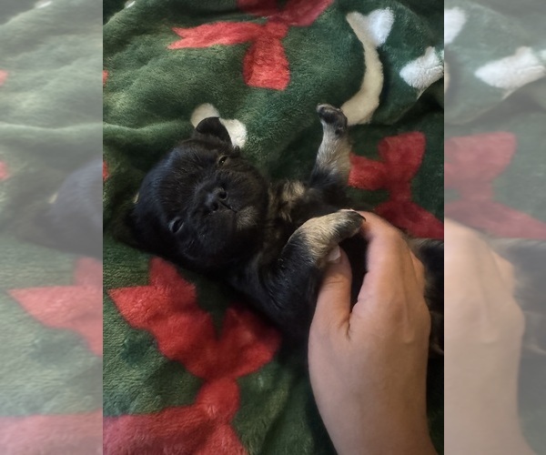 Medium Photo #12 French Bulldog Puppy For Sale in BONNEAU, SC, USA