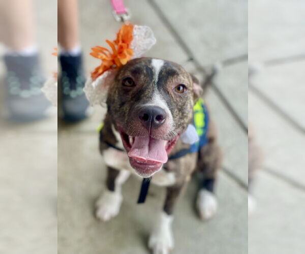 Medium Photo #10 Mutt Puppy For Sale in Mount Laurel, NJ, USA