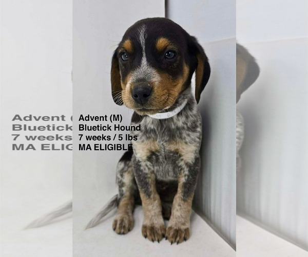 Medium Photo #1 Bluetick Coonhound-Unknown Mix Puppy For Sale in pomfret, CT, USA