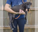Small Photo #2 Unknown-Vizsla Mix Puppy For Sale in Huntley, IL, USA