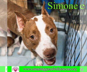 Simone - Female American Staffordshire Terrier-Unknown Mix Dog for Adoption - Photo #23
