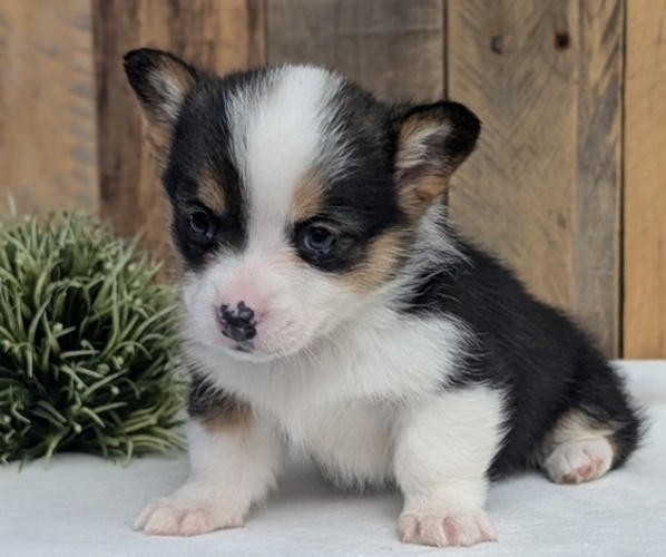 Medium Photo #38 Pembroke Welsh Corgi Puppy For Sale in GOSHEN, IN, USA