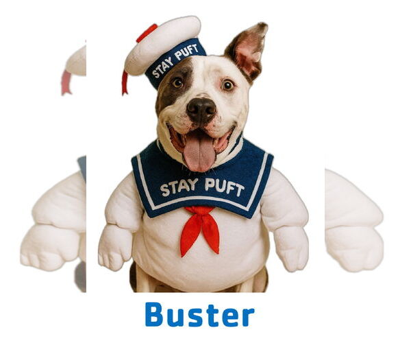 Medium Photo #1 Staffordshire Bull Terrier Puppy For Sale in Garner, NC, USA