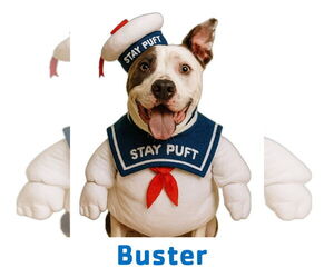 Staffordshire Bull Terrier Dogs for adoption in Garner, NC, USA