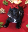 Small Photo #15 French Bulldog Puppy For Sale in CHARLESTON, SC, USA