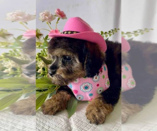 Medium Photo #4 Schnoodle (Miniature) Puppy For Sale in SYLVANIA, GA, USA